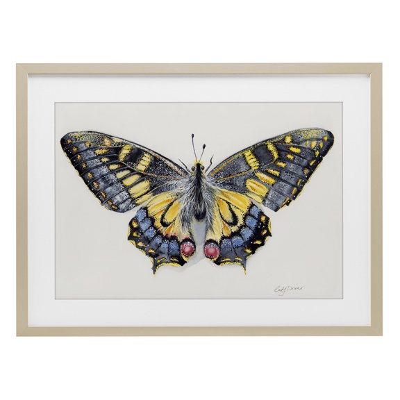Beautiful Symmetrical Moth Wings Brown Framed Print Under Glass, 20 x 14, Made In USA