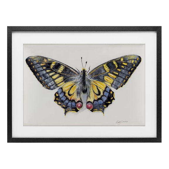 Beautiful Symmetrical Moth Wings Black Framed Print Under Glass, 20 x 14, Made In USA