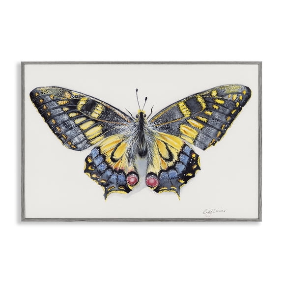 Beautiful Symmetrical Moth Wings Gray Framed Giclee Art, 18 x 12, Made In USA