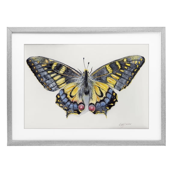 Beautiful Symmetrical Moth Wings Gray Framed Print Under Glass, 23 x 17, Made In USA