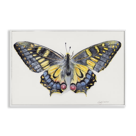 Beautiful Symmetrical Moth Wings White Framed Giclee Art, 18 x 12, Made In USA