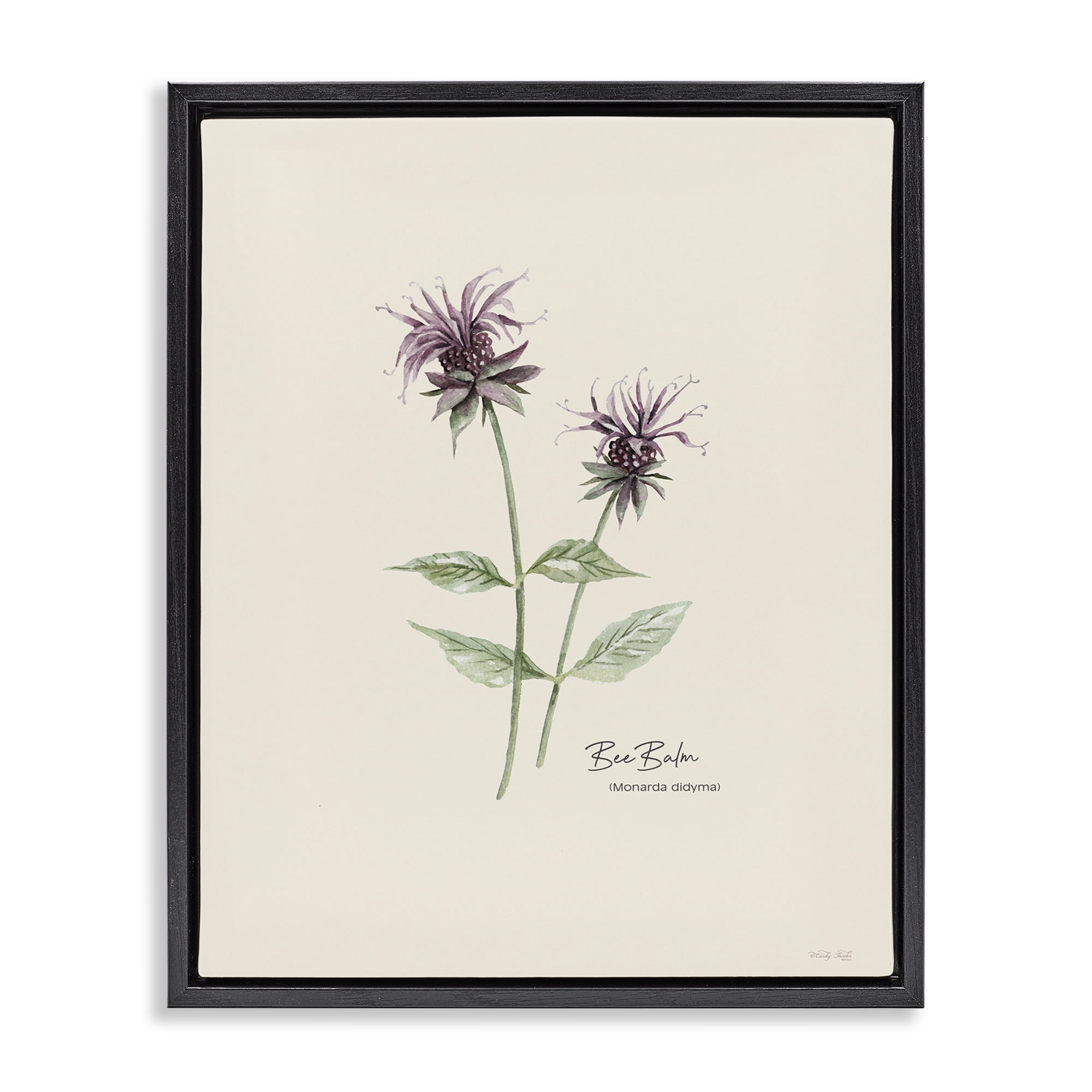 Stupell Industries Bee Balm Herb Botanical & Floral Painting Black Floater Framed Art Print Wall Art, 17 x 21