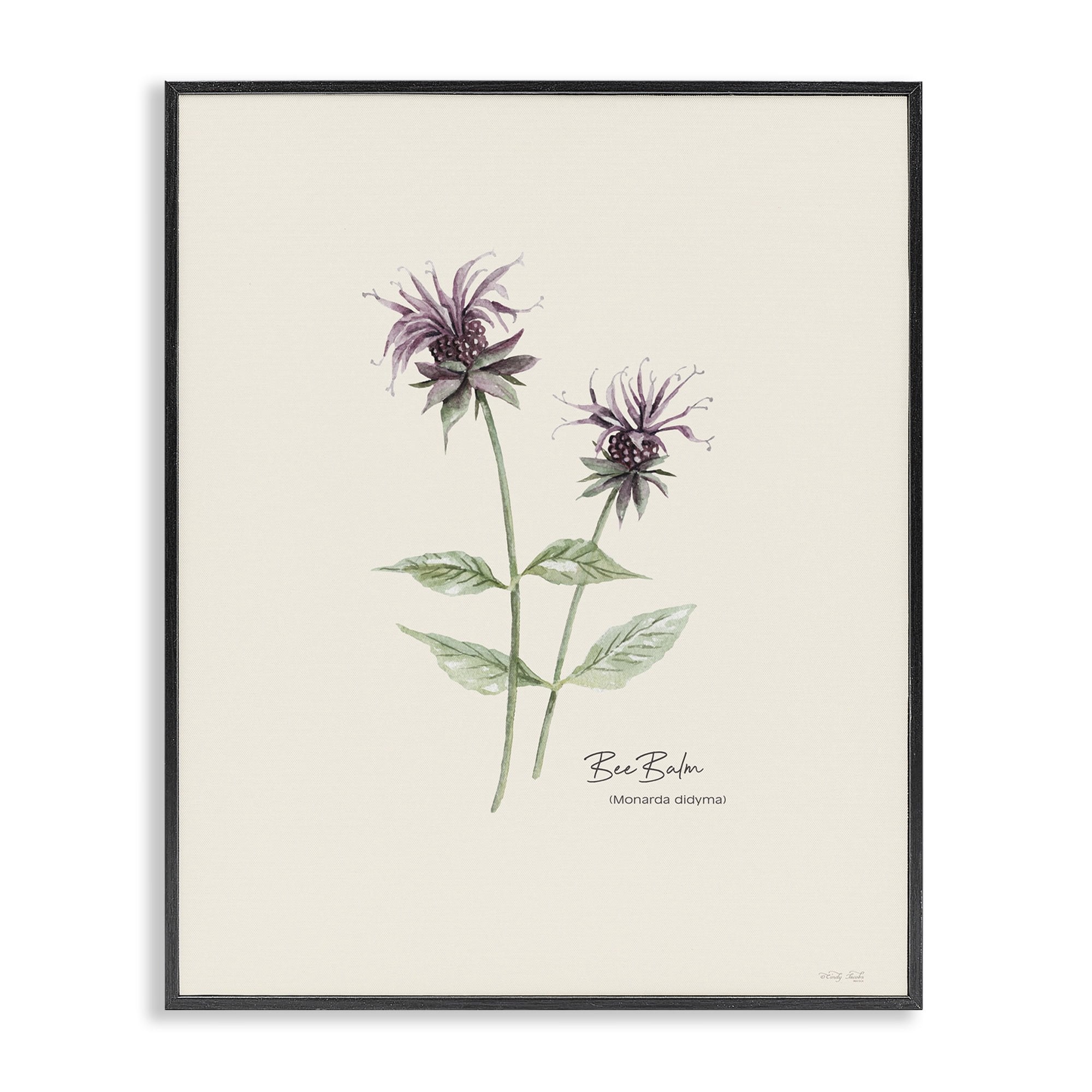 Stupell Industries Bee Balm Herb Botanical & Floral Painting Black Framed Art Print Wall Art, 11 x 14