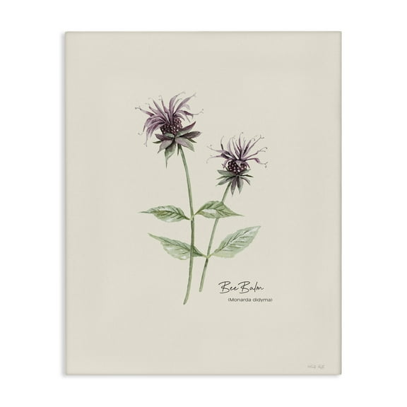 Stupell Industries Bee Balm Herb Botanical & Floral Painting Gallery Wrapped Canvas Art Print Wall Art, 16 x 20