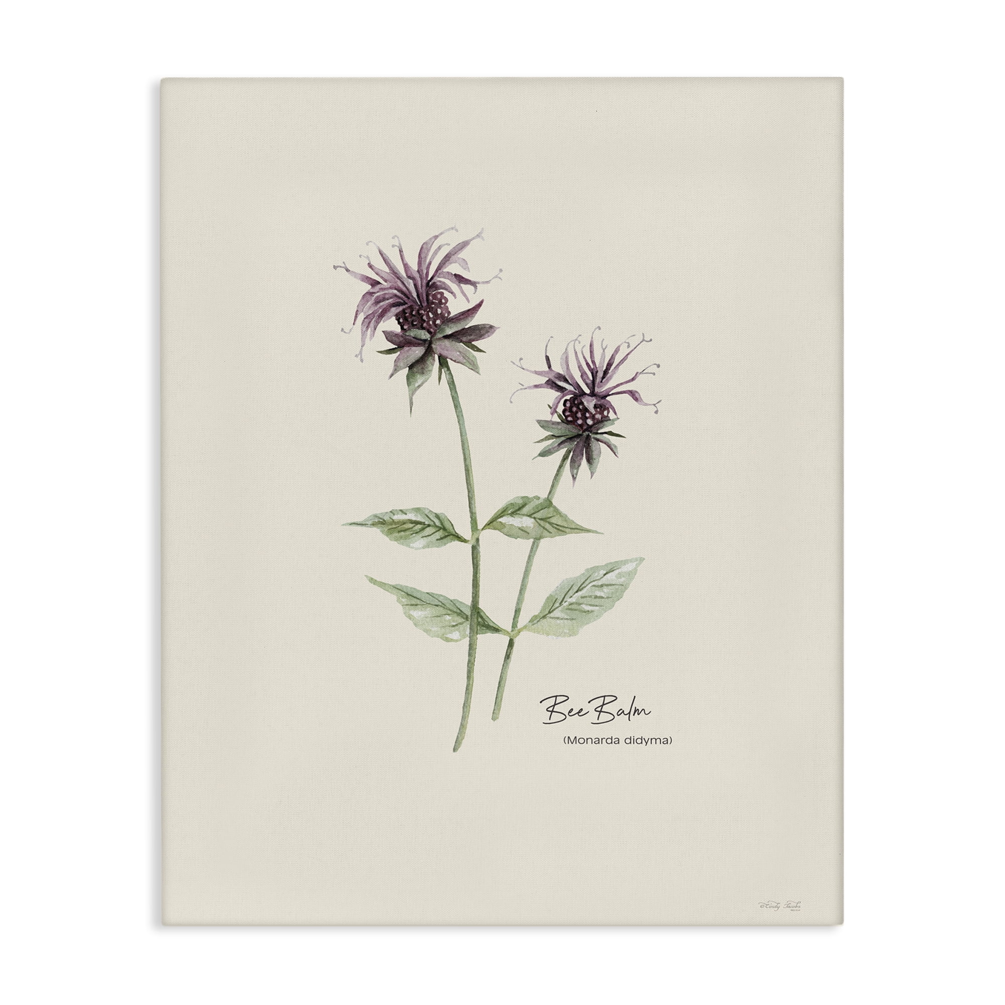 Stupell Industries Bee Balm Herb Botanical & Floral Painting Gallery Wrapped Canvas Art Print Wall Art, 24 x 30