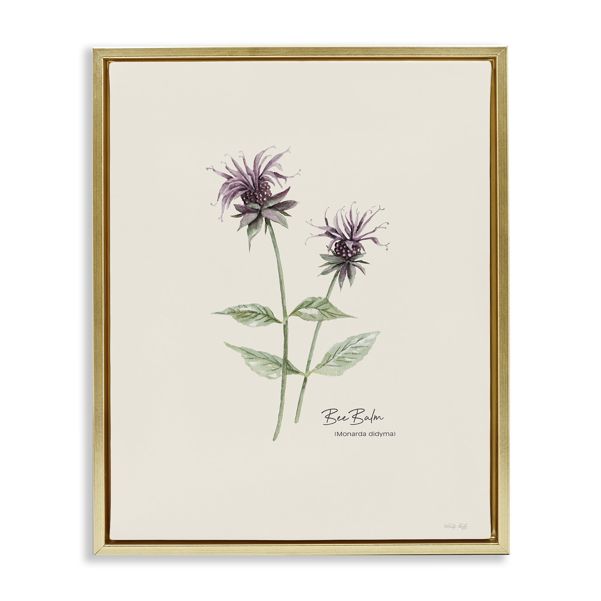 Stupell Industries Bee Balm Herb Botanical & Floral Painting Gold Floater Framed Art Print Wall Art, 17 x 21