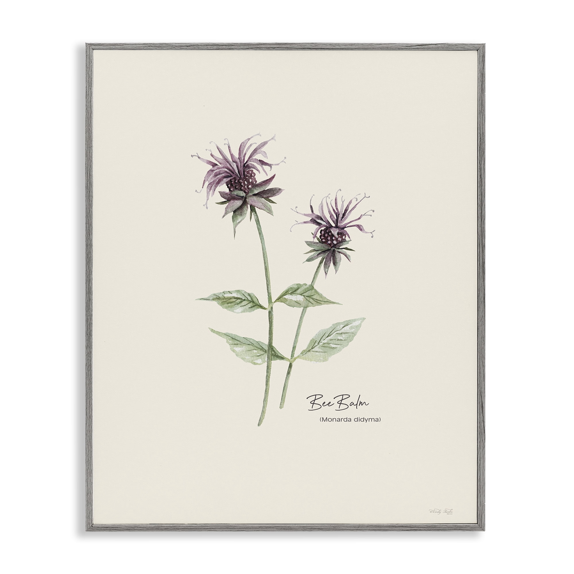 Stupell Industries Bee Balm Herb Botanical & Floral Painting Gray Framed Art Print Wall Art, 11 x 14