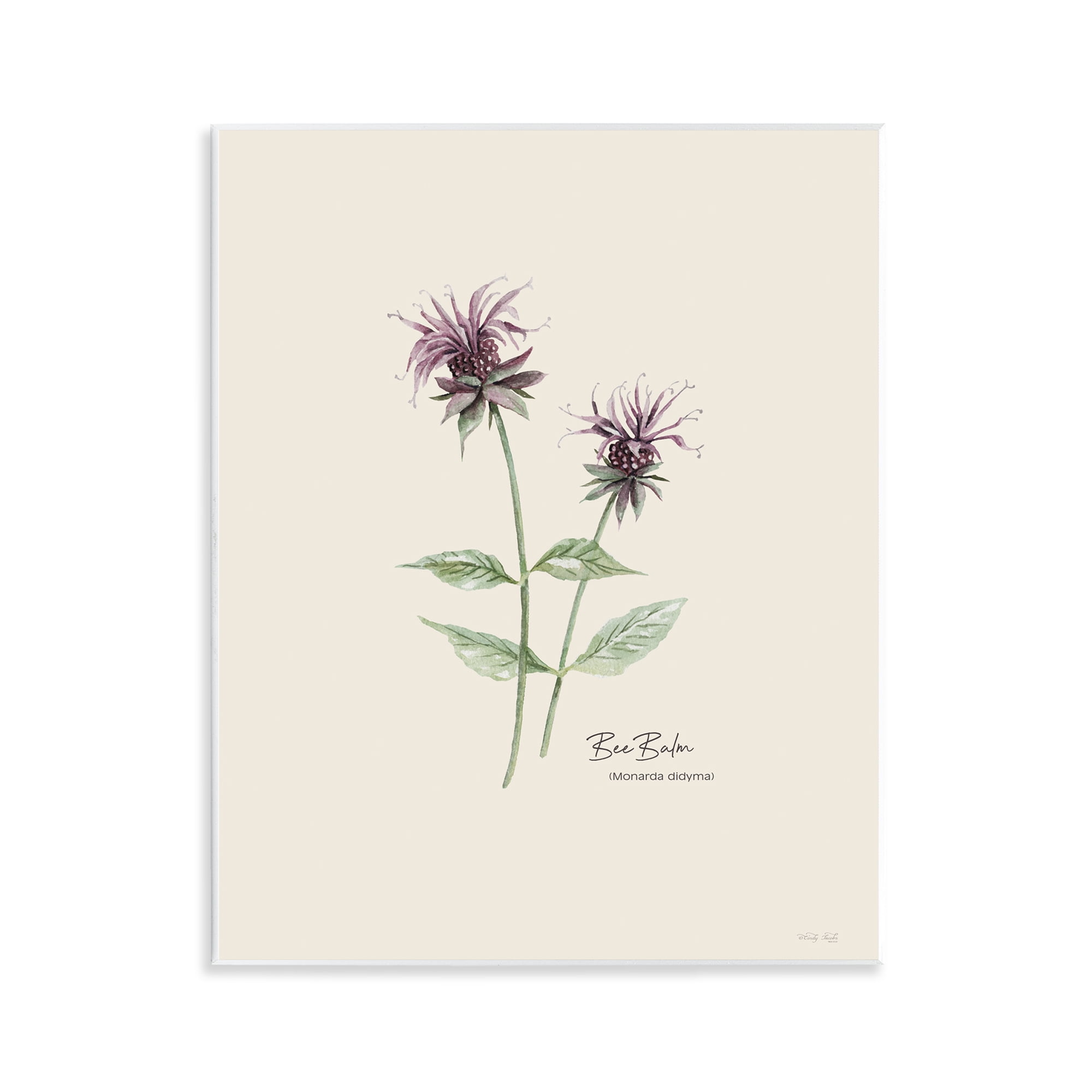 Stupell Industries Bee Balm Herb Botanical & Floral Painting Unframed Art Print Wall Art, 11 x 14