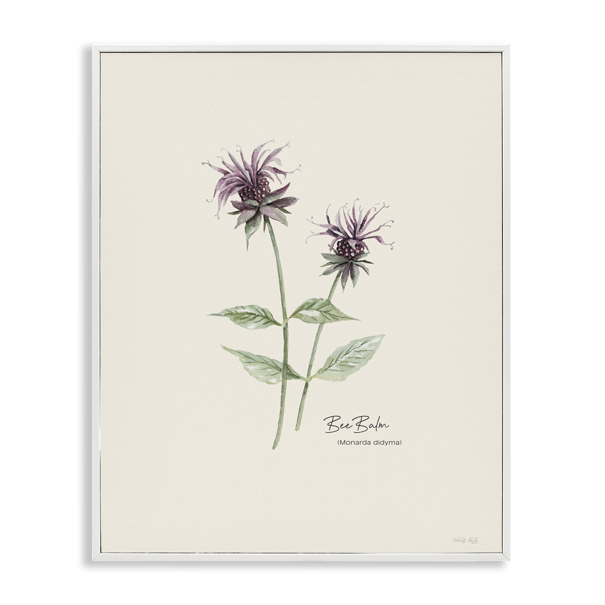 Stupell Industries Bee Balm Herb Botanical & Floral Painting White Framed Art Print Wall Art, 16 x 20