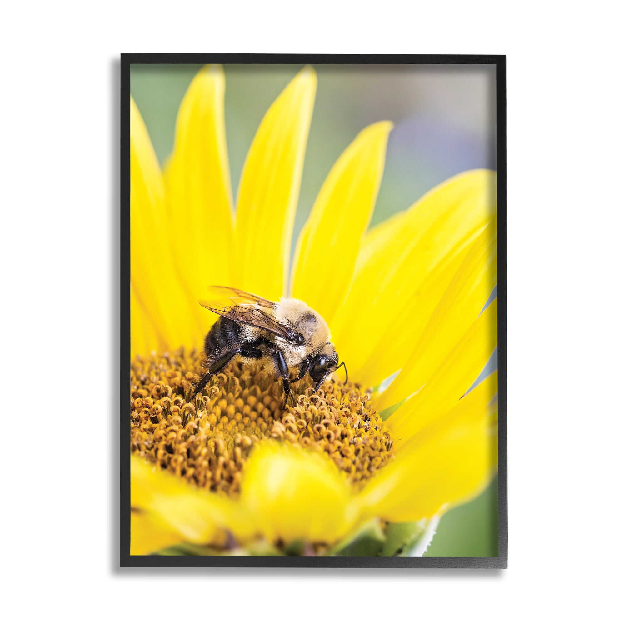 Stupell Industries Bee & Sunflower Photography Animals & Insects Photography Black Framed Art Print Wall Art, 11 x 14