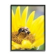 thumbnail image 1 of Stupell Industries Bee & Sunflower Photography Animals & Insects Photography Black Framed Art Print Wall Art, 24 x 30, 1 of 9