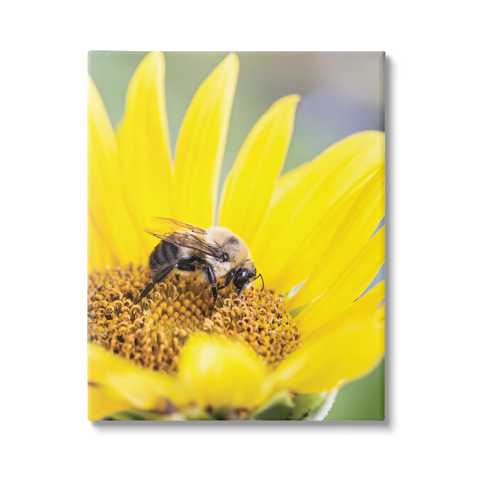 Stupell Industries Bee & Sunflower Photography Animals & Insects Photography Gallery Wrapped Canvas Print Wall Art, 16 x 20
