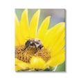 thumbnail image 1 of Stupell Industries Bee & Sunflower Photography Animals & Insects Photography Gallery Wrapped Canvas Print Wall Art, 24 x 30, 1 of 8