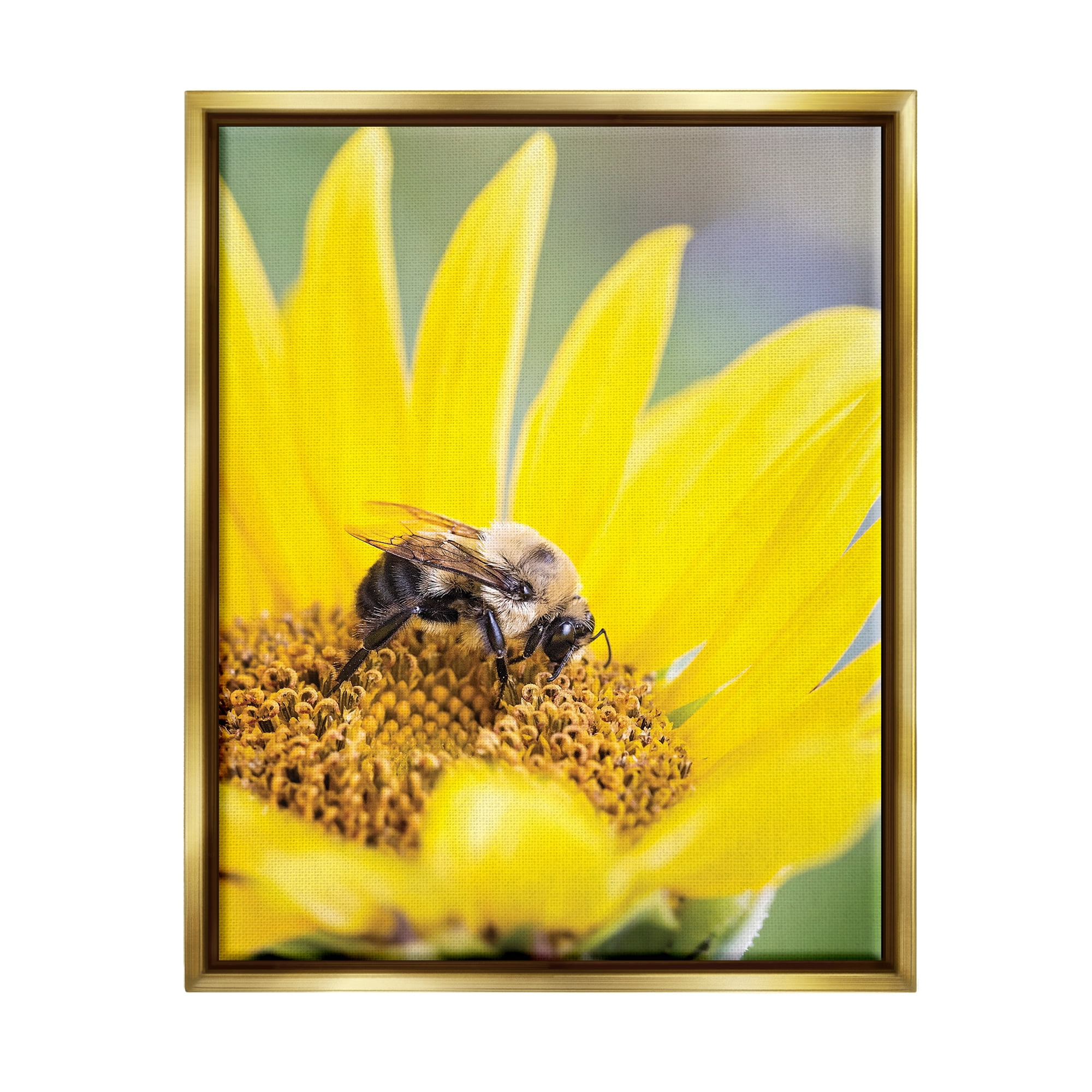 Stupell Industries Bee & Sunflower Photography Animals & Insects Photography Gold Floater Framed Art Print Wall Art, 25 x 31