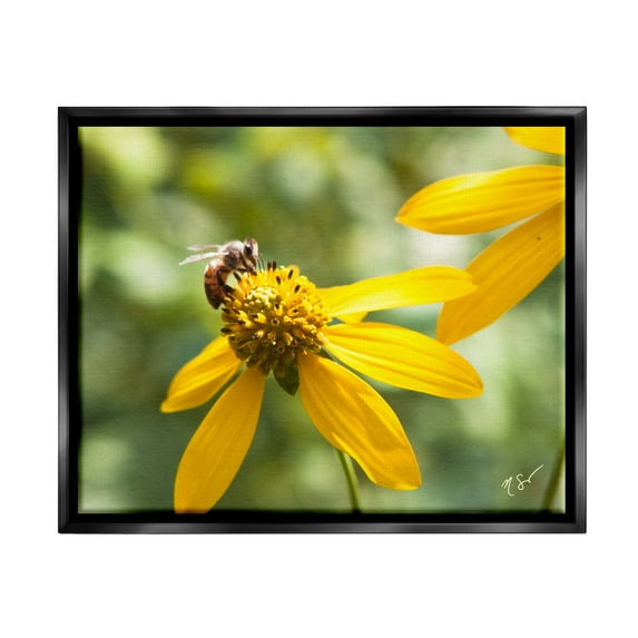 Stupell Industries Bee on Daisy Photography Botanical & Floral Photography Black Floater Framed Canvas Art Print Wall Art, 21 x 17