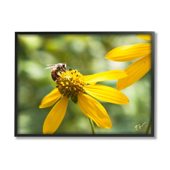 Stupell Industries Bee on Daisy Photography Botanical & Floral Photography Black Framed Art Print Wall Art, 14 x 11