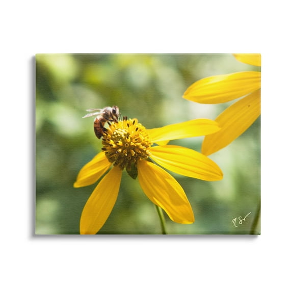 Stupell Industries Bee on Daisy Photography Botanical & Floral Photography Gallery Wrapped Canvas Art Print Wall Art, 48 x 36