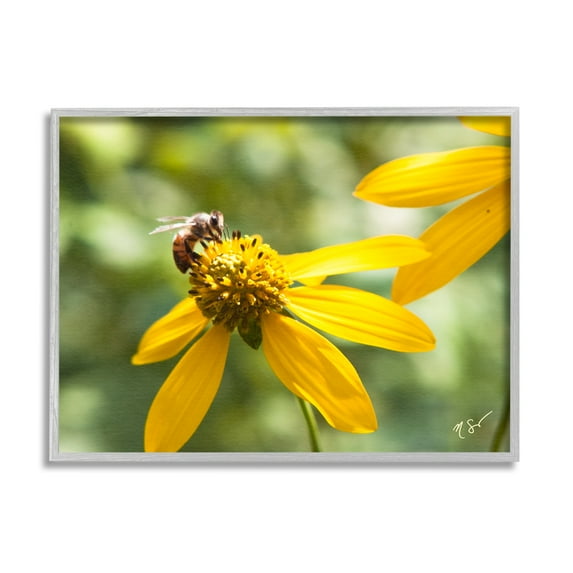 Stupell Industries Bee on Daisy Photography Botanical & Floral Photography Gray Framed Art Print Wall Art, 30 x 24