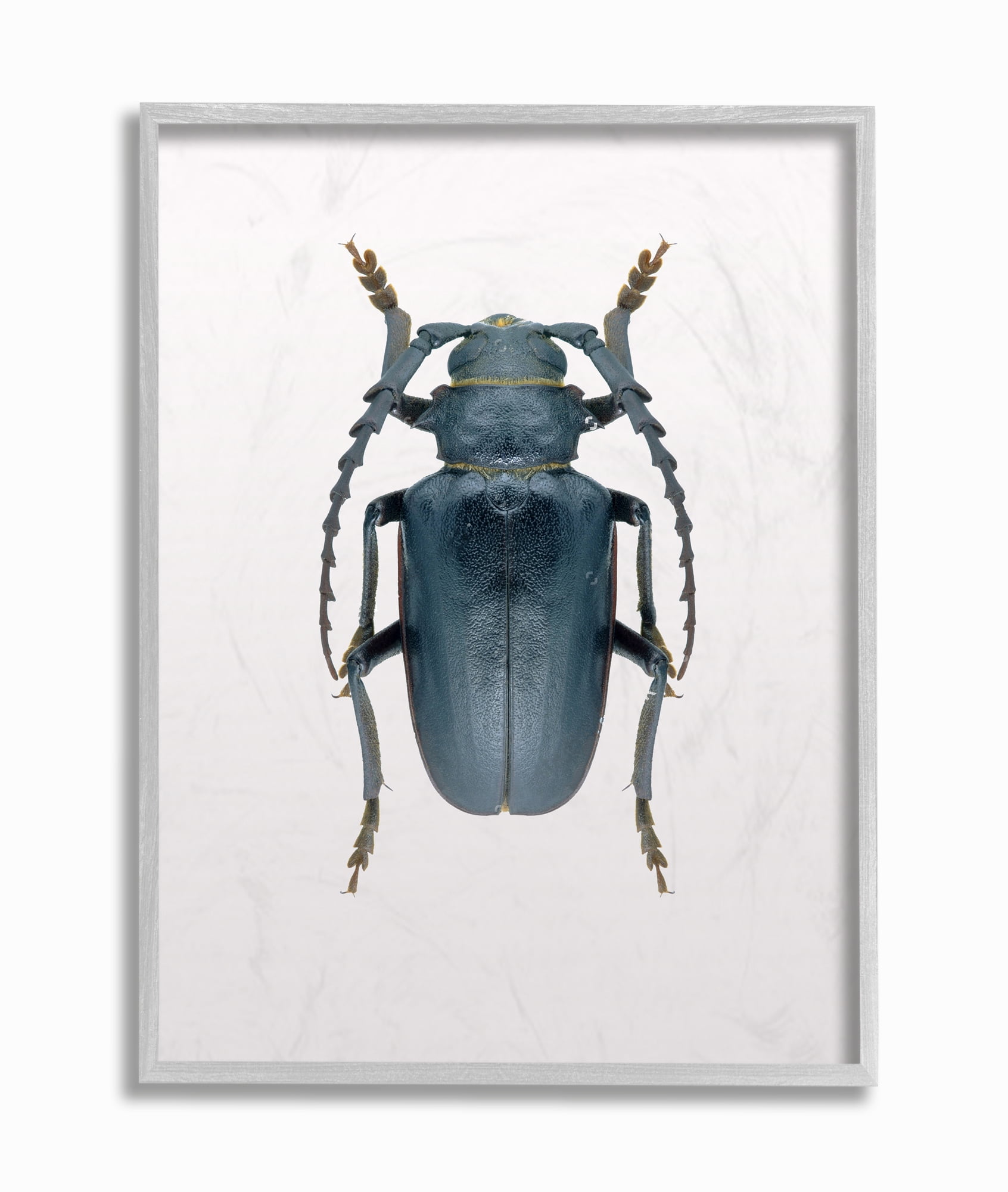 Stupell Industries Beetle Blue Yellow Animal Photograph Framed Wall Art by Design Fabrikken