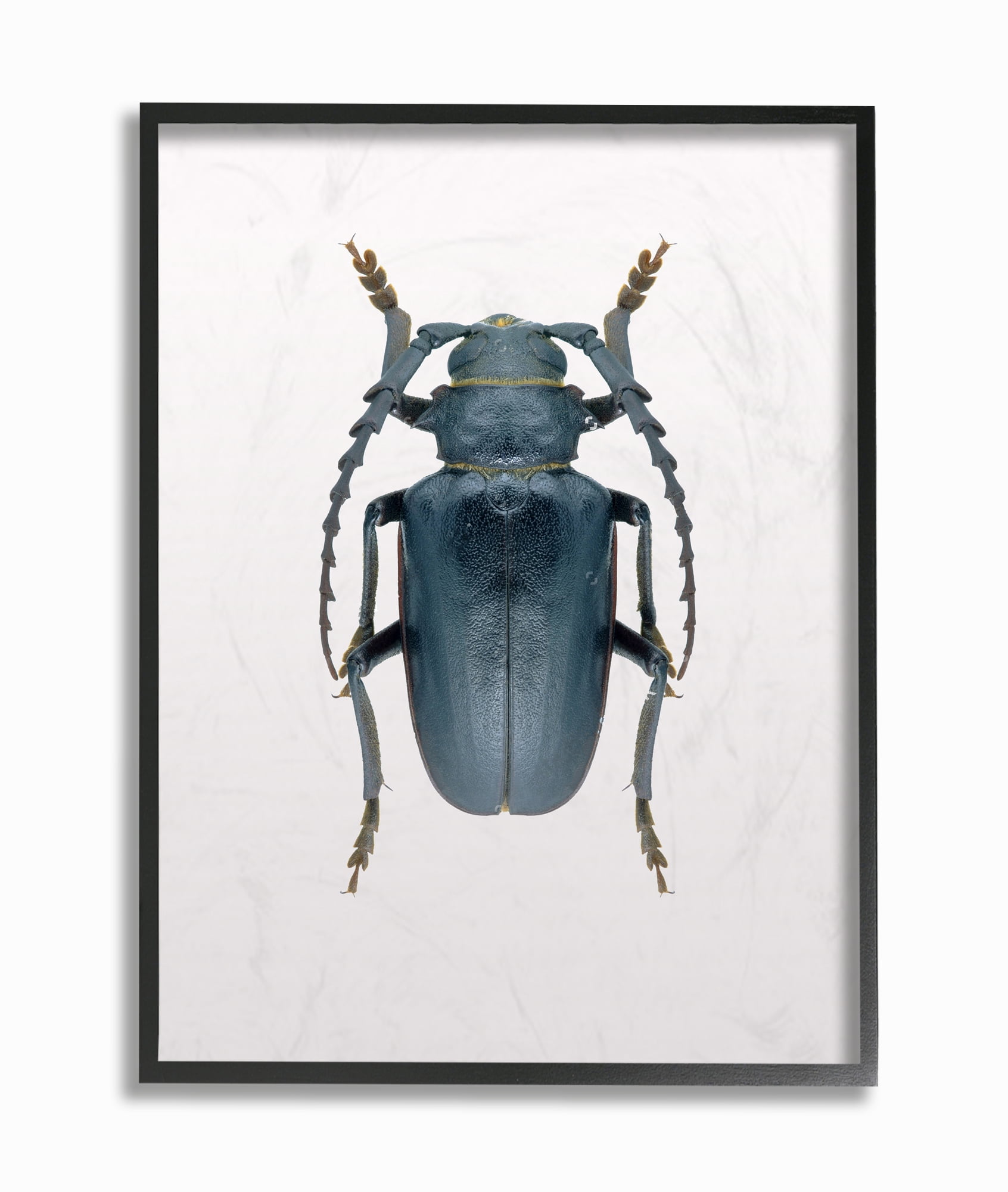 Stupell Industries Beetle Blue Yellow Animal Photograph Framed Wall Art by Design Fabrikken