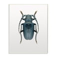 thumbnail image 1 of Stupell Industries Beetle Blue Yellow Animal Photograph Graphic Art Unframed Art Print Wall Art, 10x15, by Design Fabrikken, 1 of 5