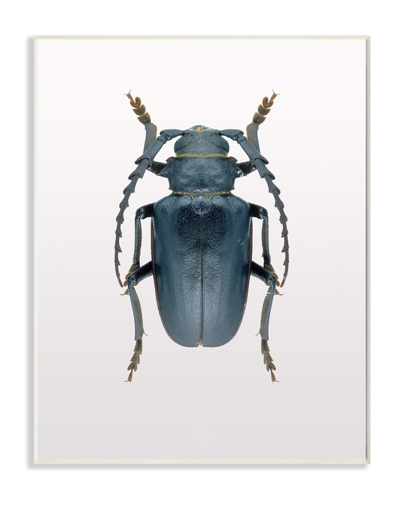 Stupell Industries Beetle Blue Yellow Animal Photograph Graphic Art Unframed Art Print Wall Art, 13x19, by Design Fabrikken
