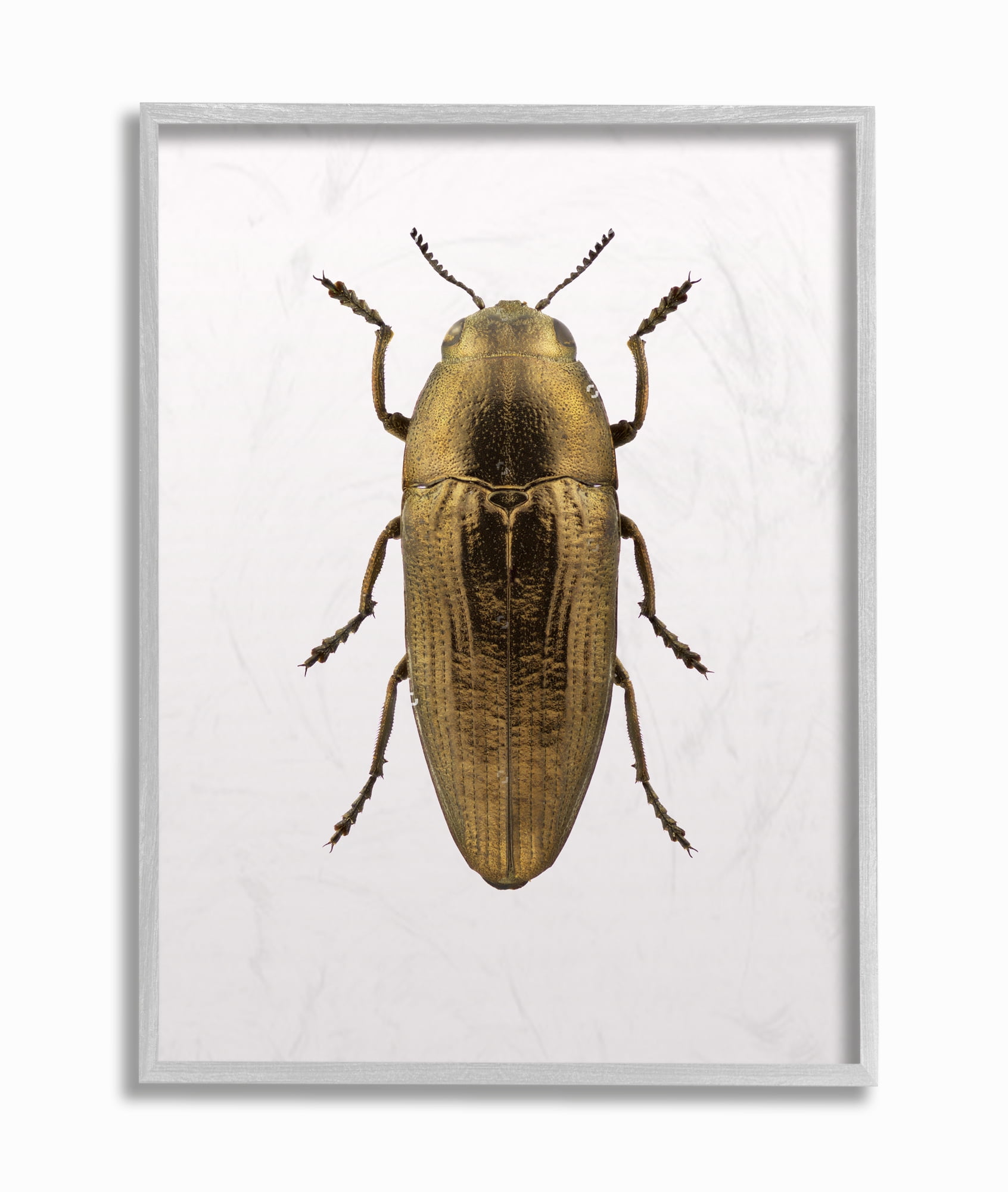 Stupell Industries Beetle Gold Animal Photograph Framed Wall Art by Design Fabrikken