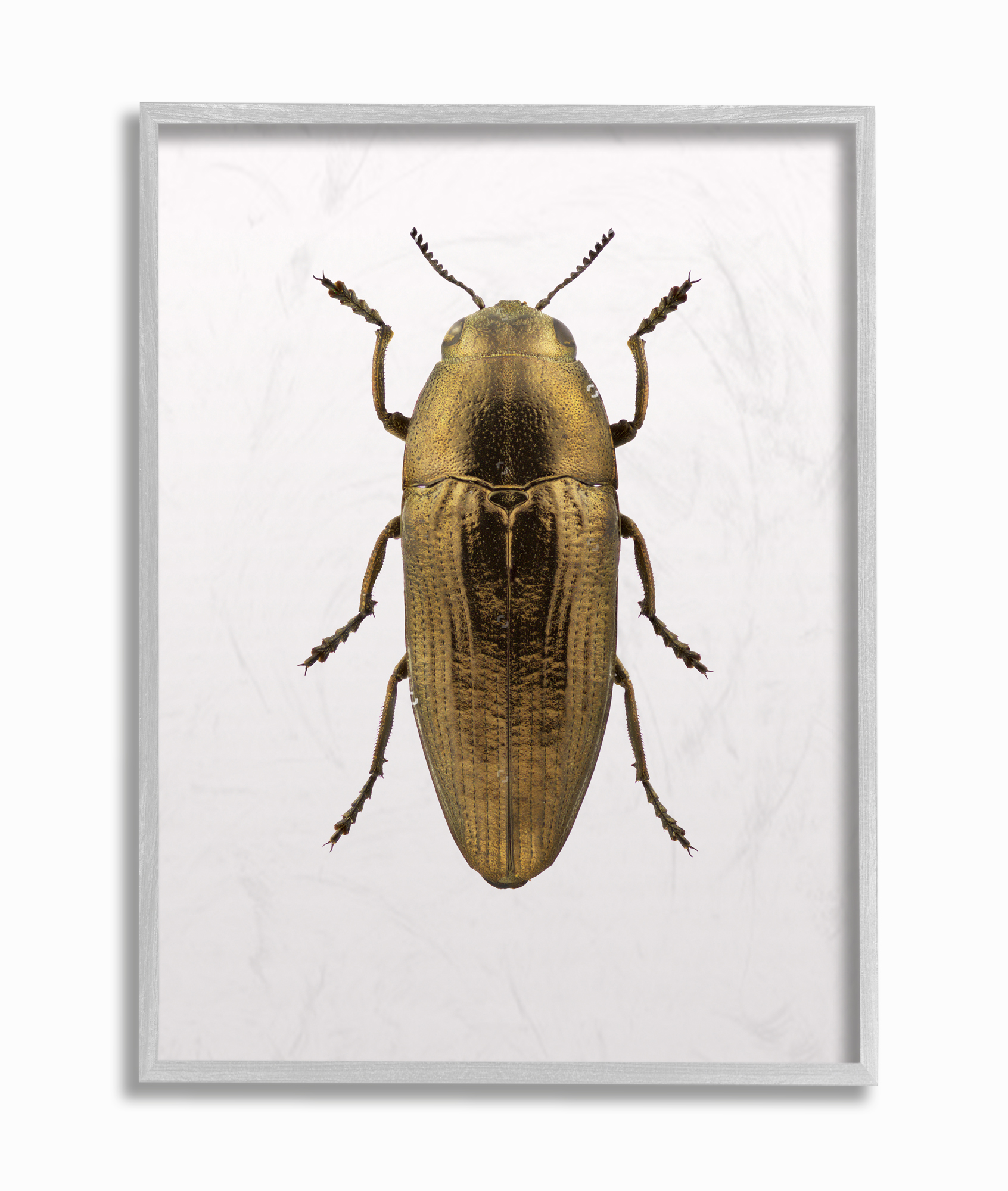 Stupell Industries Beetle Gold Animal Photograph Framed Wall Art by Design Fabrikken