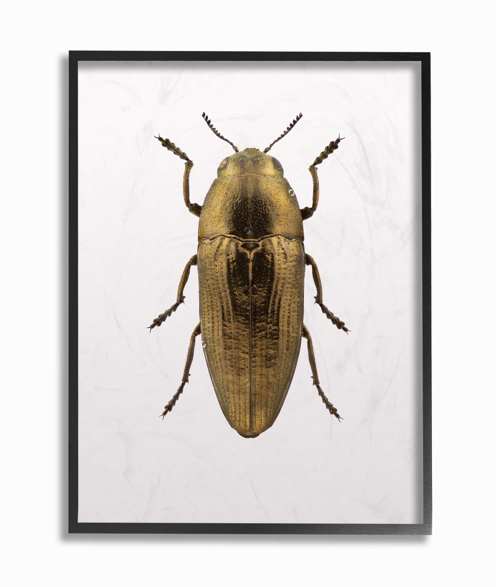 Stupell Industries Beetle Gold Animal Photograph Framed Wall Art by Design Fabrikken