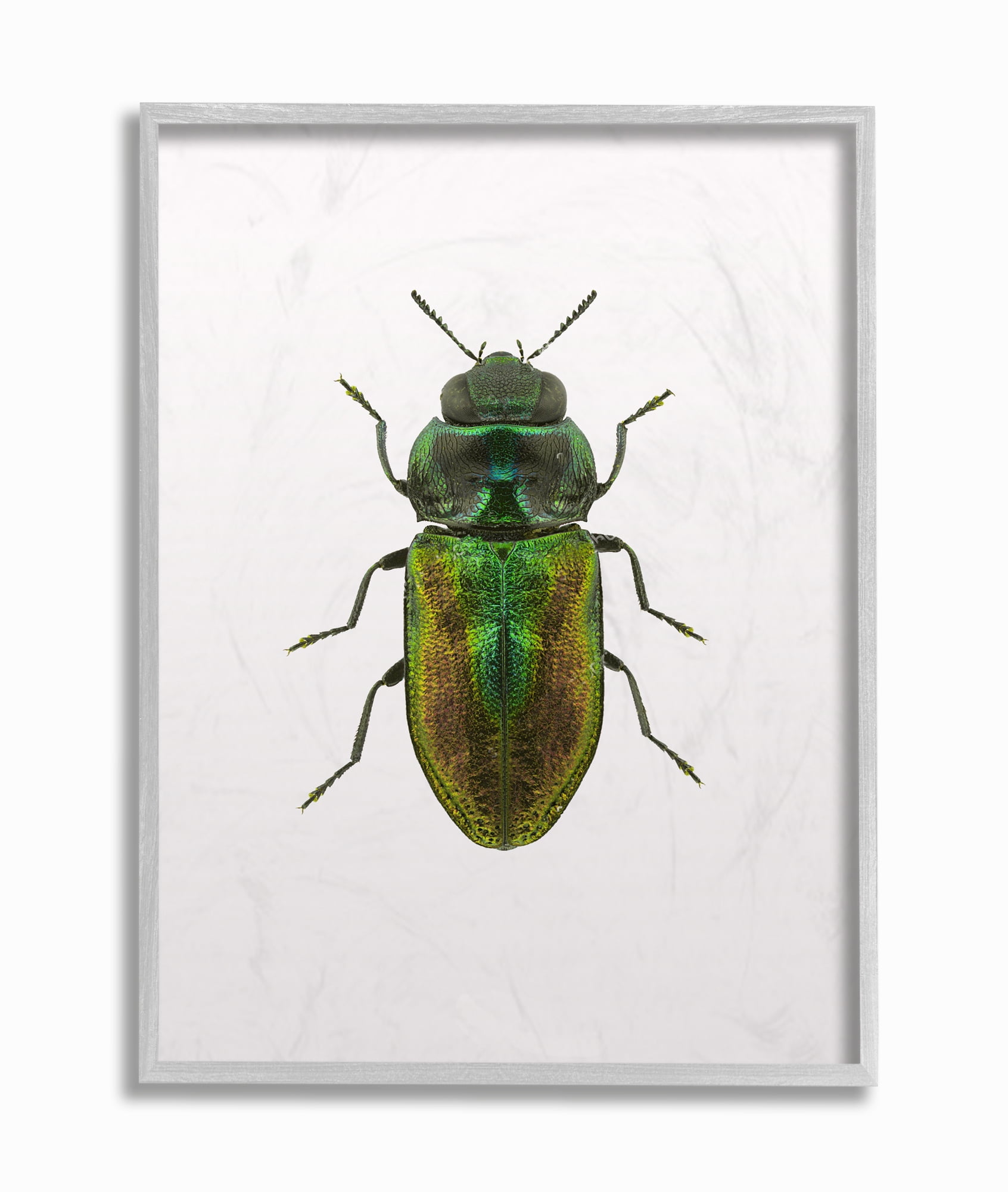 Stupell Industries Beetle Green Yellow Animal Photograph Framed Wall Art by Design Fabrikken