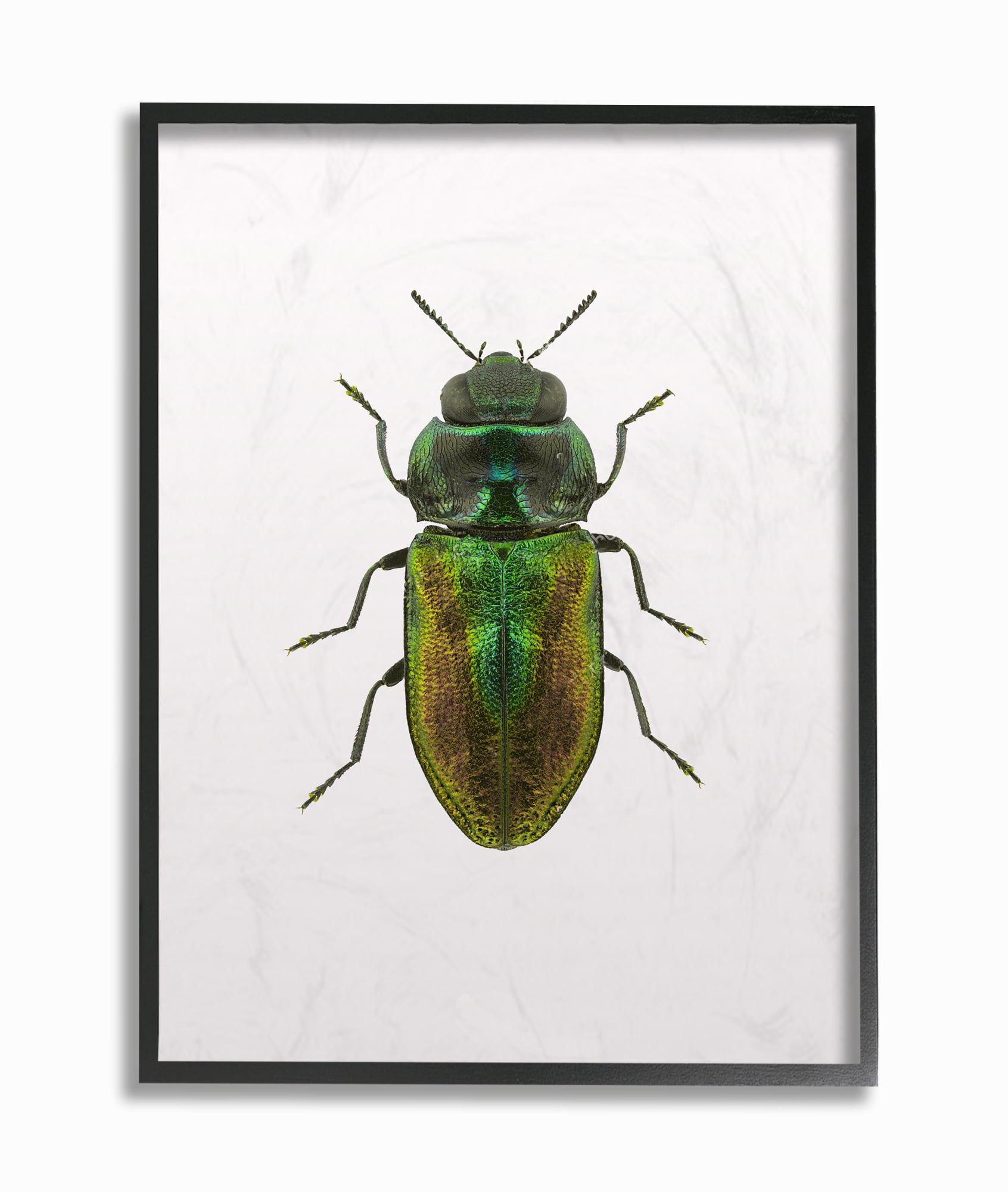 Stupell Industries Beetle Green Yellow Animal Photograph Framed Wall Art by Design Fabrikken