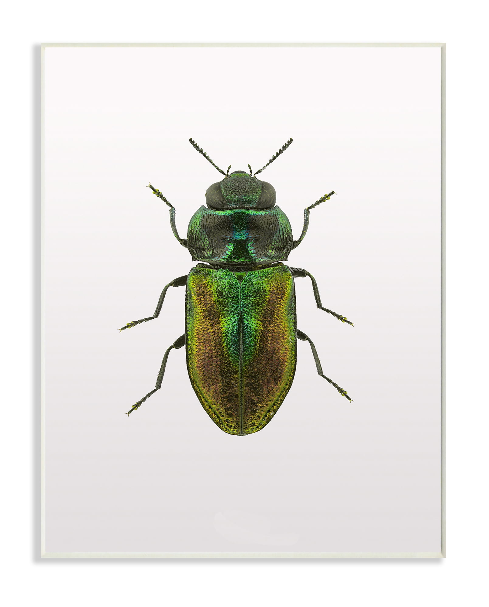 Stupell Industries Beetle Green Yellow Animal Photograph Graphic Art Unframed Art Print Wall Art, 10x15, by Design Fabrikken