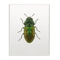 thumbnail image 1 of Stupell Industries Beetle Green Yellow Animal Photograph Graphic Art Unframed Art Print Wall Art, 10x15, by Design Fabrikken, 1 of 5