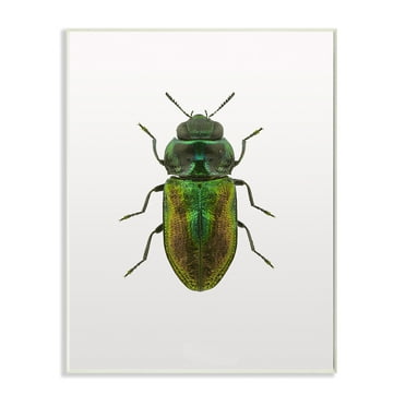 Stupell Industries Beetle Green Yellow Animal Photograph Graphic Art Unframed Art Print Wall Art, 10x15, by Design Fabrikken
