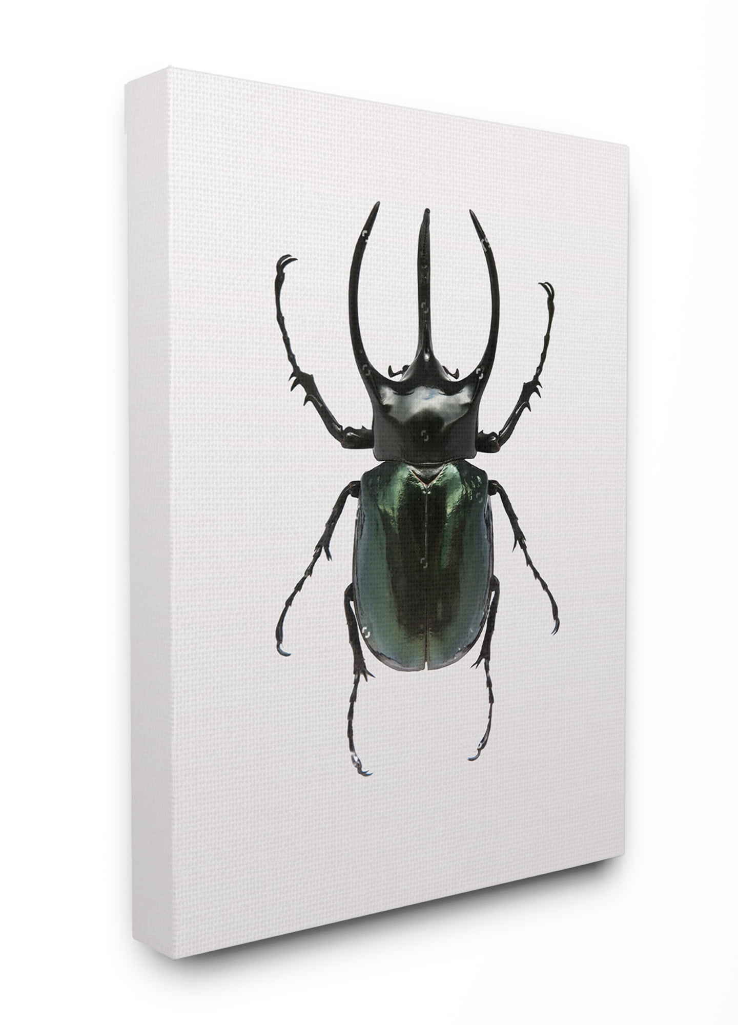 Stupell Industries Beetle Horned Black Green Animal Photograph Canvas Wall Art by Design Fabrikken, 36" x 48", Canvas