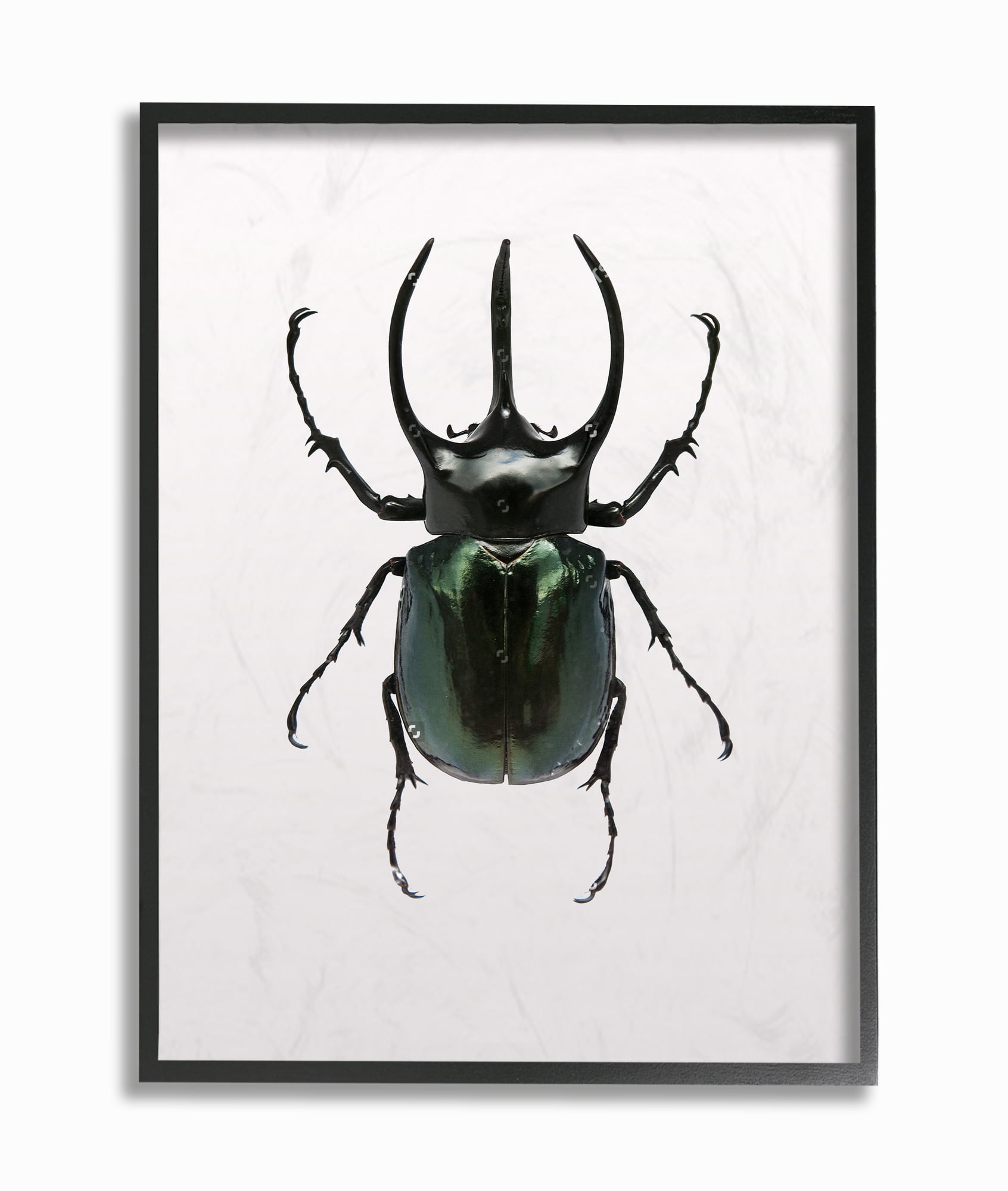 Stupell Industries Beetle Horned Black Green Animal Photograph Framed Wall Art by Design Fabrikken