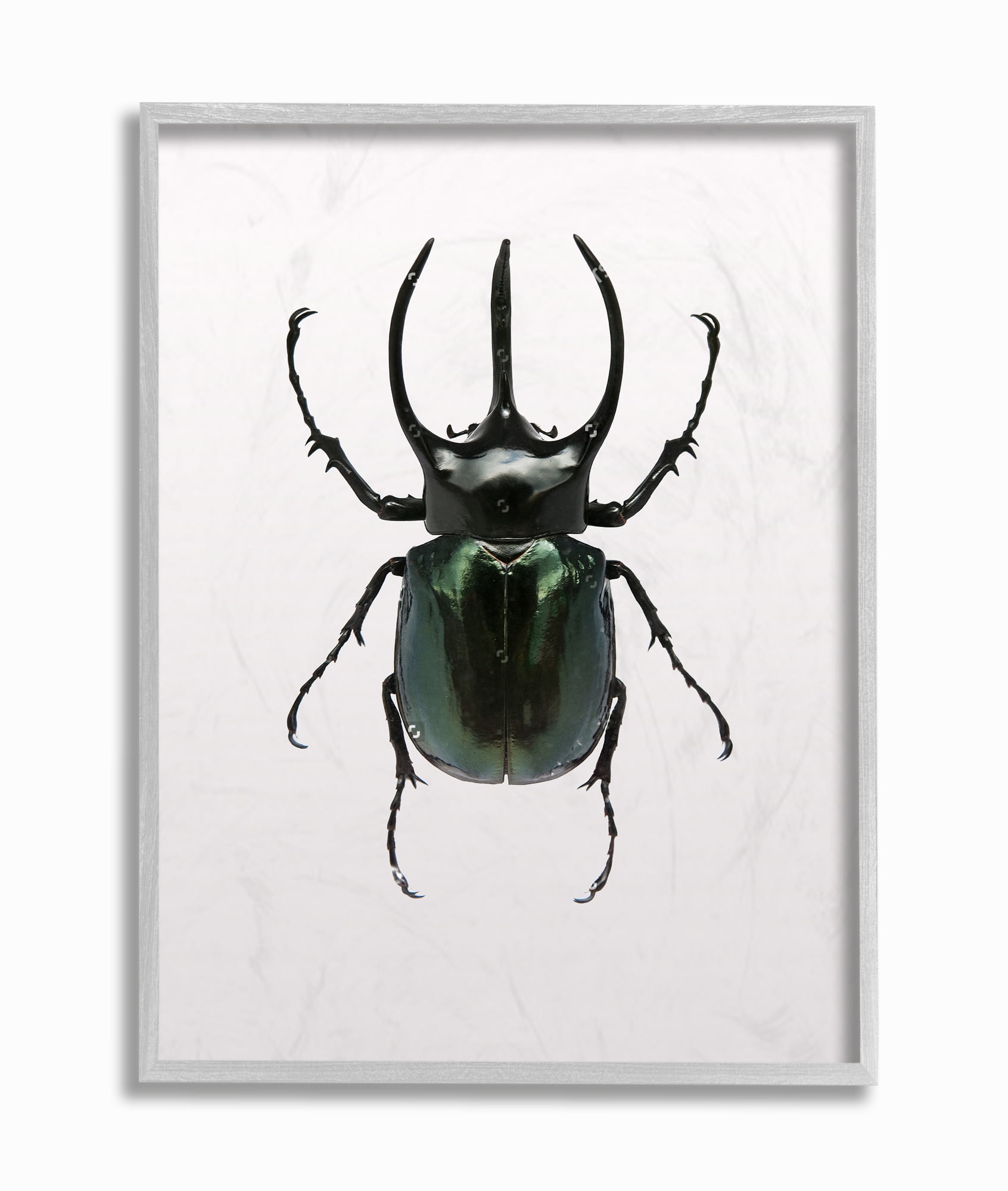 Stupell Industries Beetle Horned Black Green Animal Photograph Framed Wall Art by Design Fabrikken