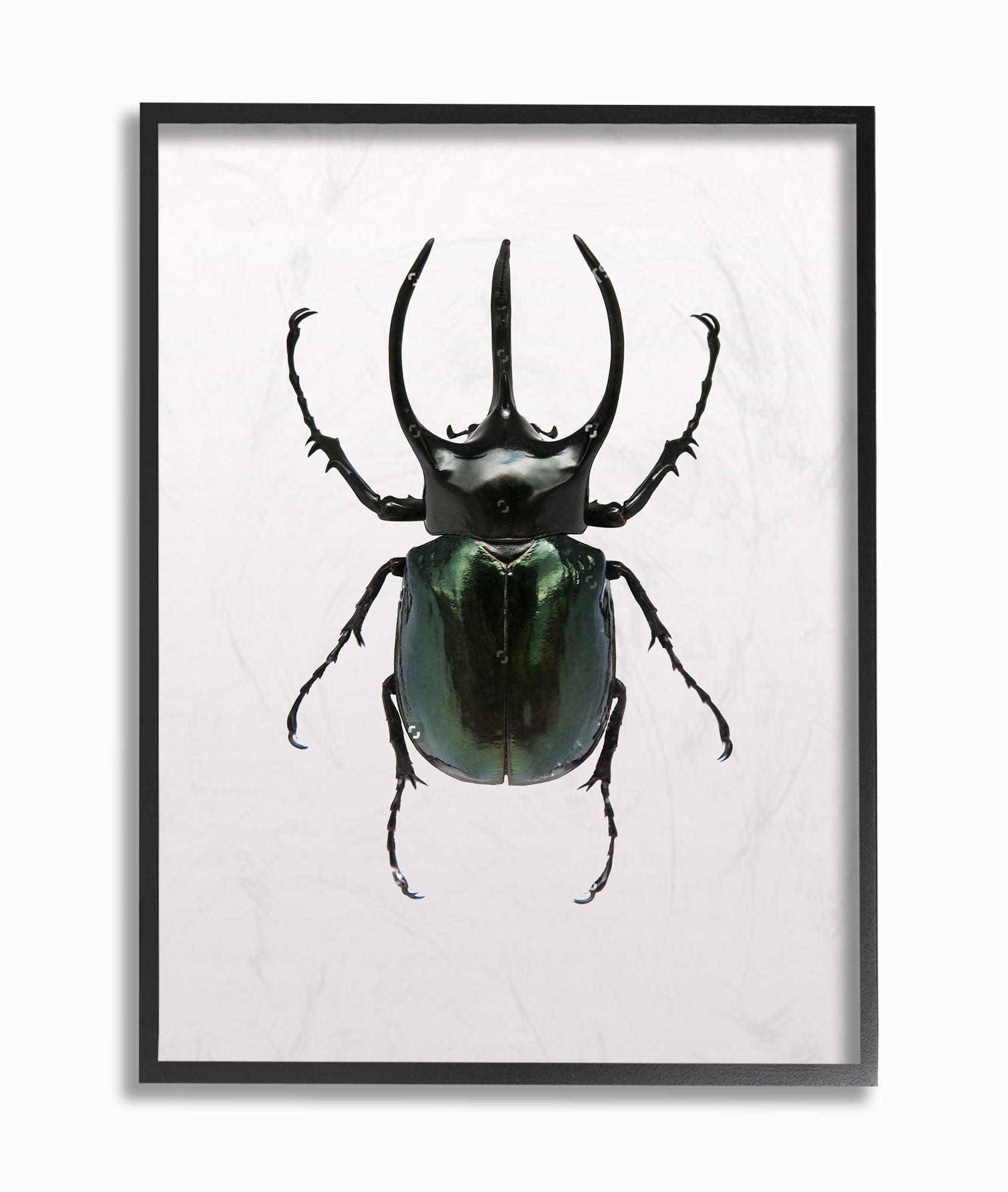 Stupell Industries Beetle Horned Black Green Animal Photograph Framed Wall Art by Design Fabrikken