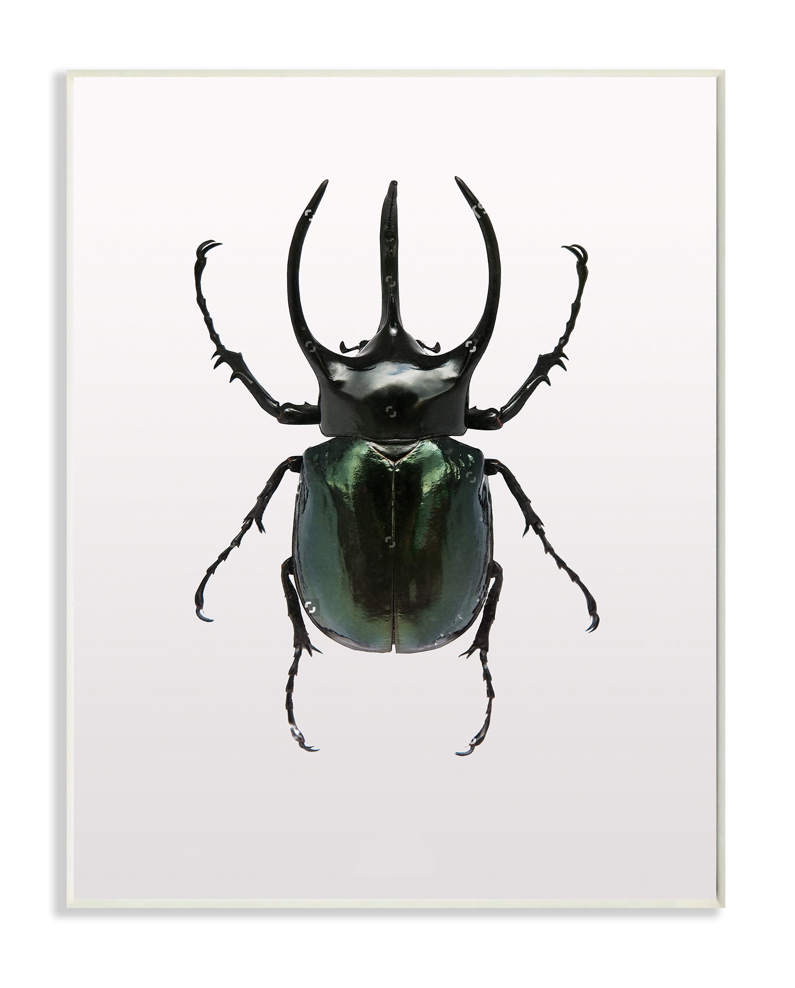 Stupell Industries Beetle Horned Black Green Animal Photograph Graphic Art Unframed Art Print Wall Art, 13x19, by Design Fabrikken