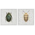 thumbnail image 1 of Stupell Industries Beetle Insect Portrait Animals Painting White Framed Art Print Wall Art, 17 x 17, Set of 2, 1 of 2