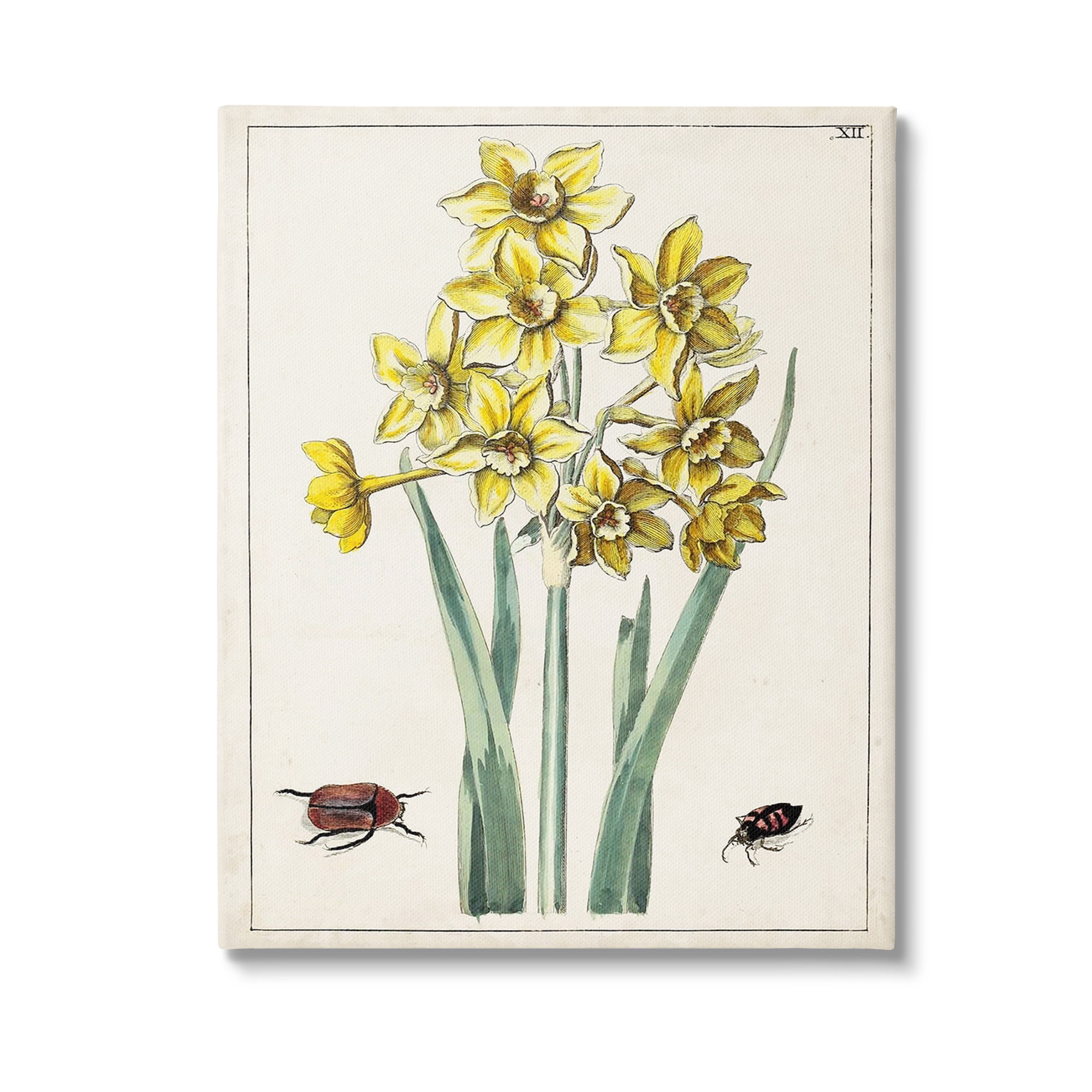 Stupell Industries Beetles with Daffodils Botanical & Floral Painting Gallery Wrapped Canvas Art Print Wall Art, 24 x 30