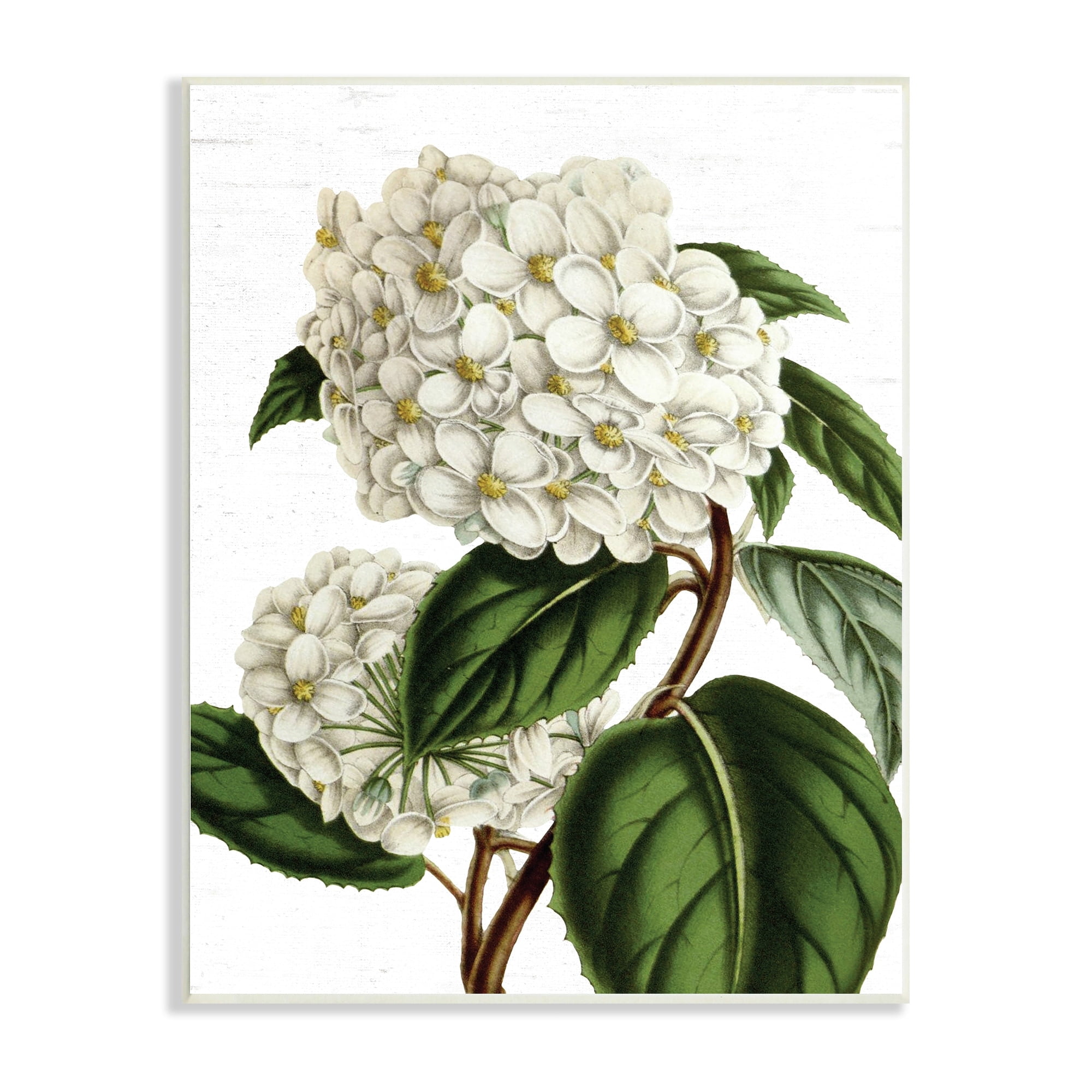 Stupell Industries Begonia Opuliflora Flower Stem Vintage Botanical Study,13 x 19, Design by Lettered and Lined