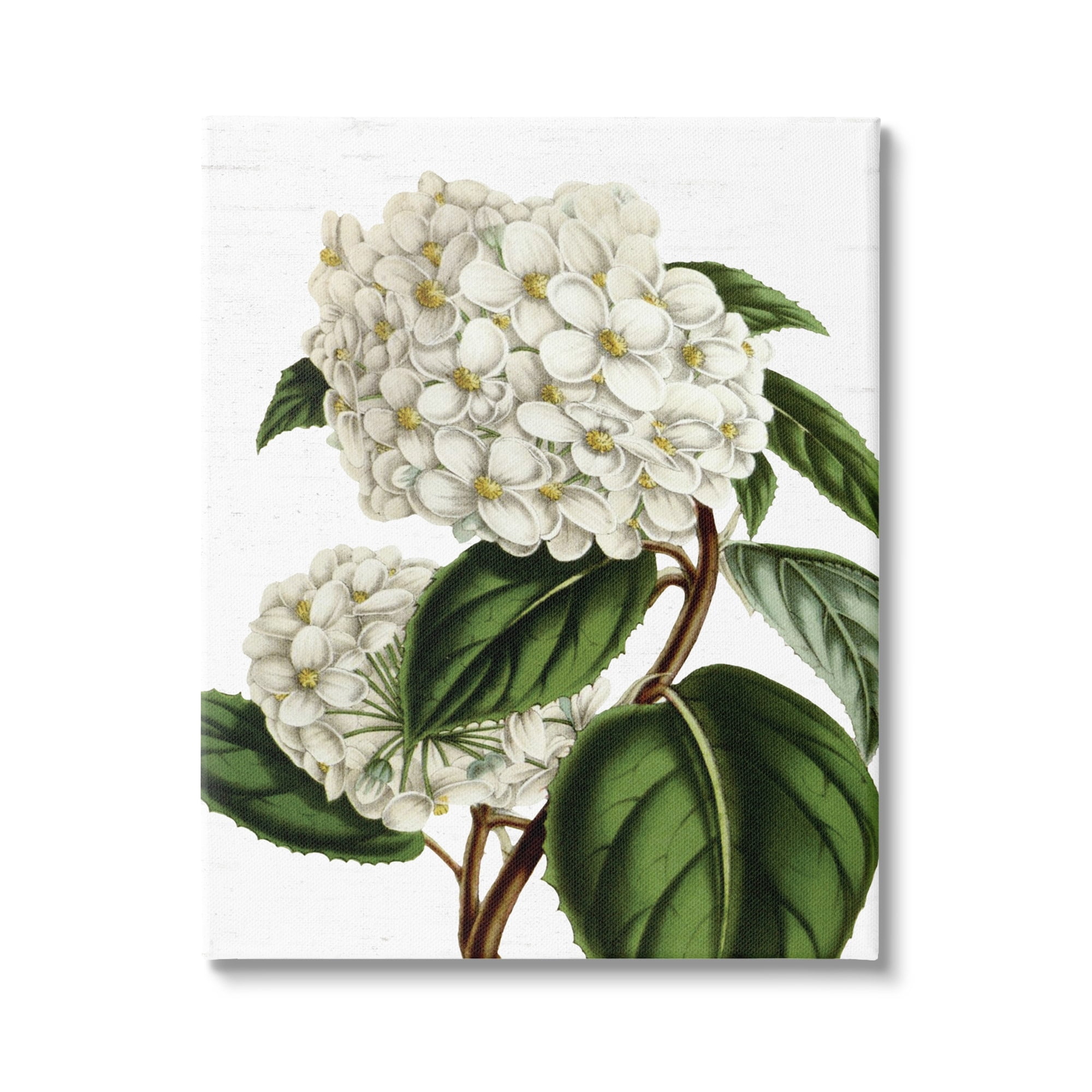 Stupell Industries Begonia Opuliflora Flower Stem Vintage Botanical Study,30 x 40, Design by Lettered and Lined