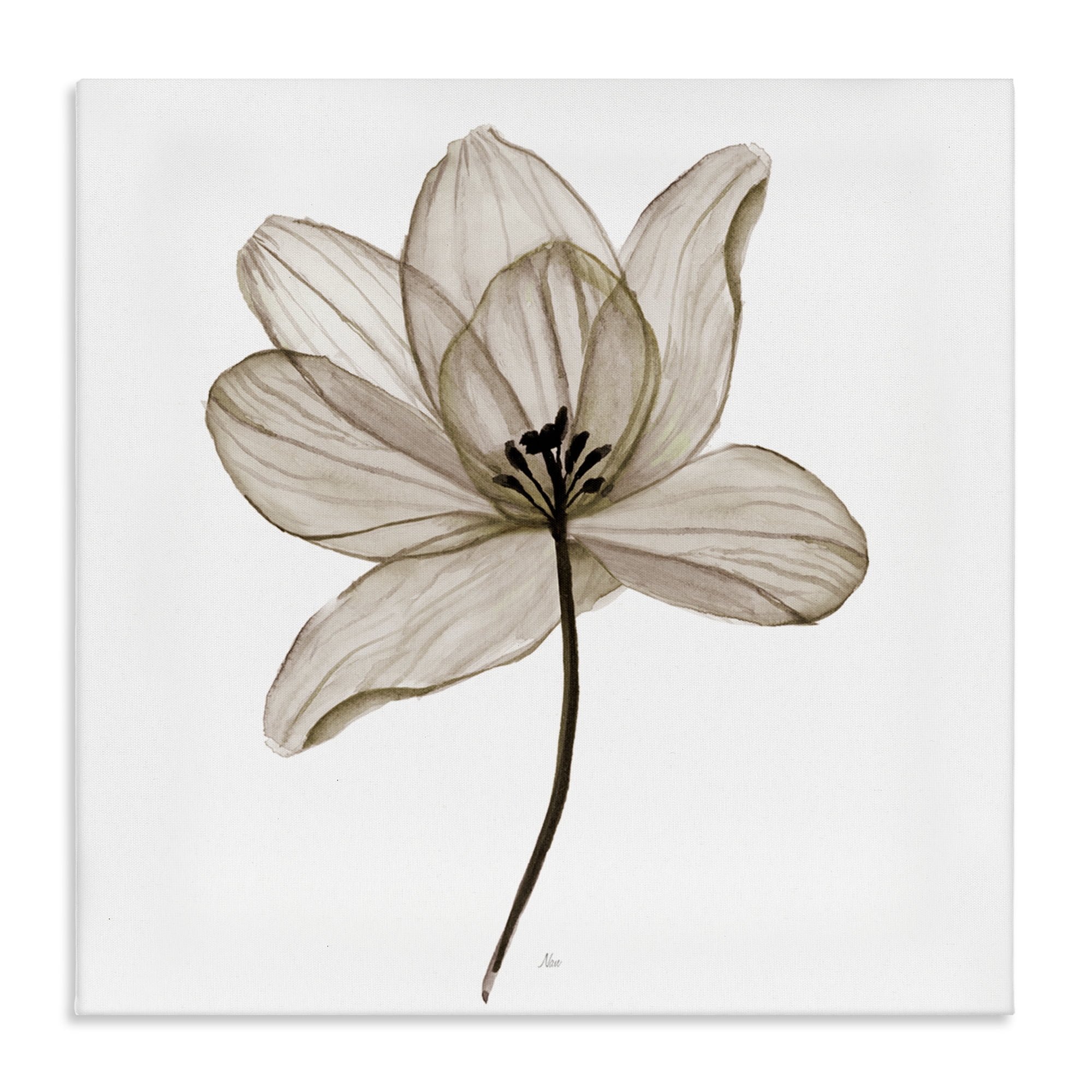 Stupell Industries Beige Opaque Flower Plants & Flowers Painting Wrapped Canvas Art Print Wall Art, 17 x 17
