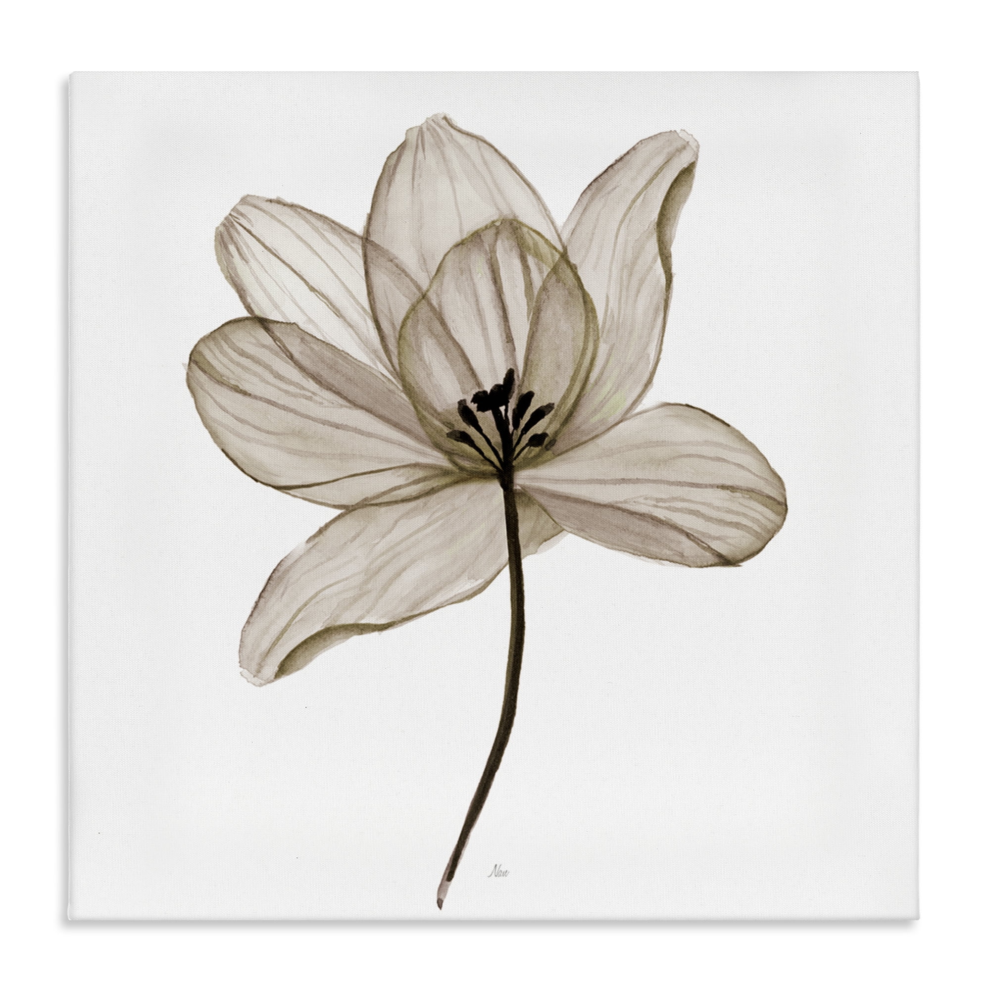 Stupell Industries Beige Opaque Flower Plants & Flowers Painting Wrapped Canvas Art Print Wall Art, 30 x 30