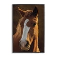 thumbnail image 1 of Stupell Industries Bella Brown Horse Face Animals Painting Black Framed Art Print Wall Art, 20 x 30, 1 of 2