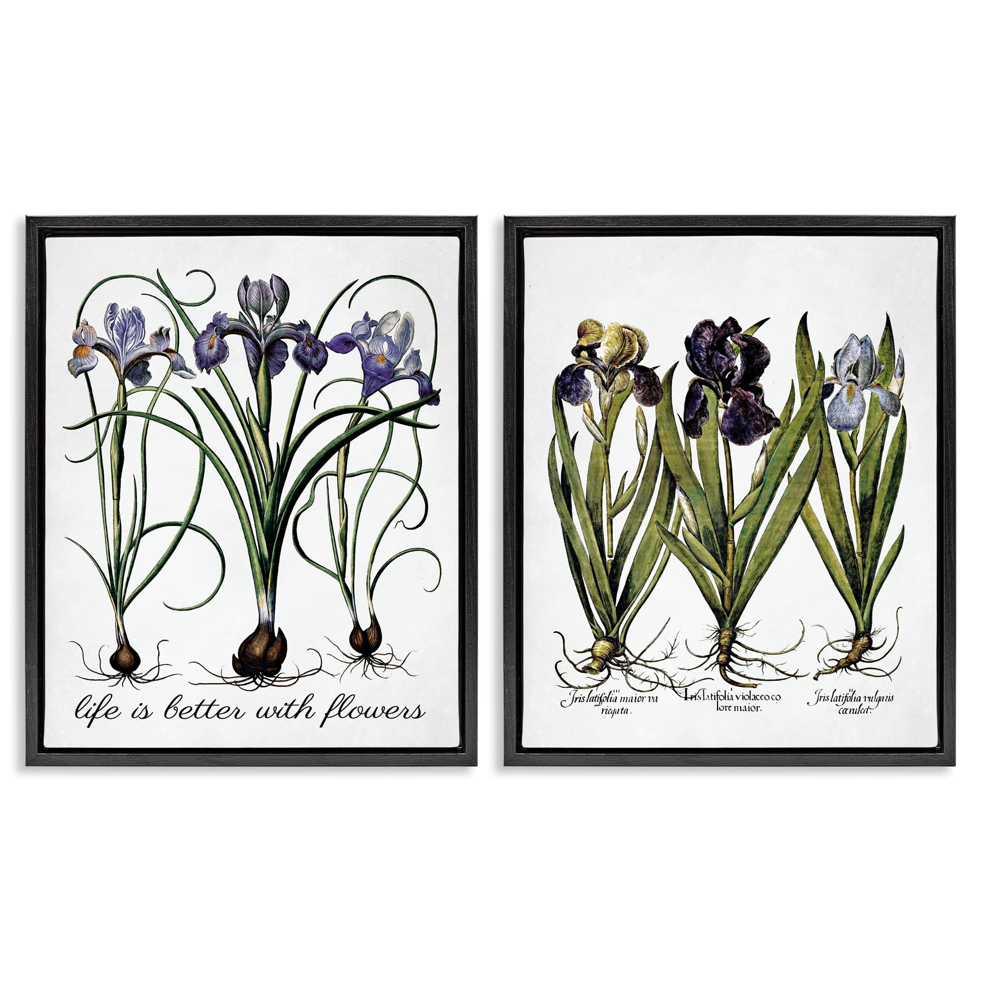 Stupell Industries Better with Flowers Iris Bulb Plants & Flowers Painting Black Floater Framed Canvas Art Print Wall Art, 31 x 25, Set of 2