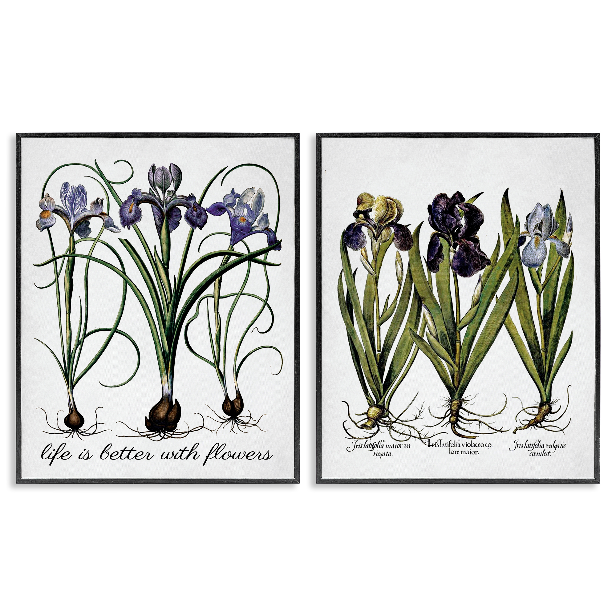 Stupell Industries Better with Flowers Iris Bulb Plants & Flowers Painting Black Framed Art Print Wall Art, 16 x 20, Set of 2