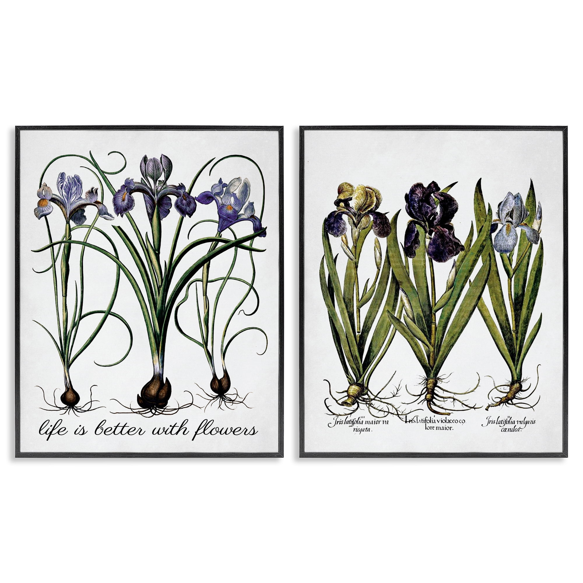 Stupell Industries Better with Flowers Iris Bulb Plants & Flowers Painting Black Framed Art Print Wall Art, 24 x 30, Set of 2