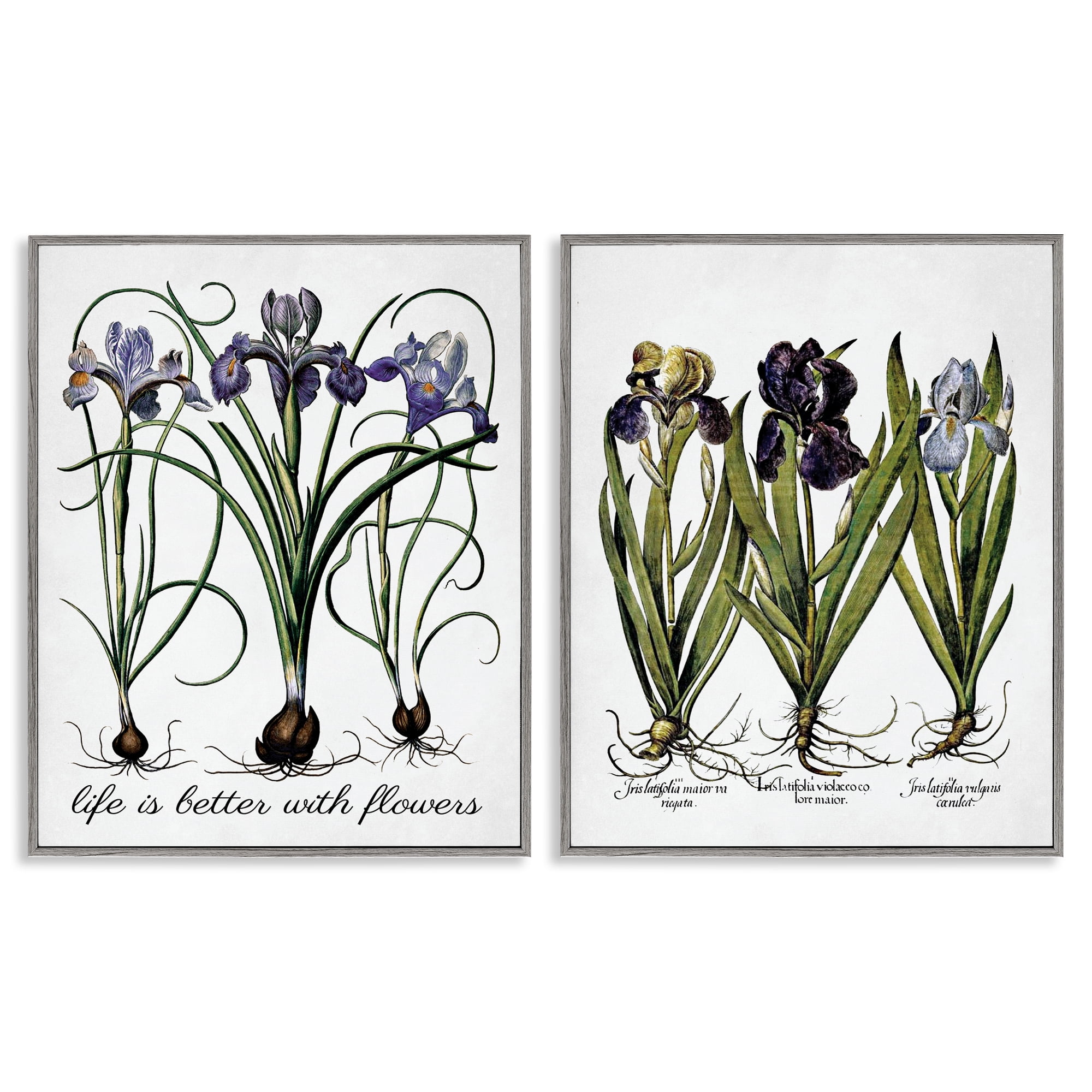 Stupell Industries Better with Flowers Iris Bulb Plants & Flowers Painting Gray Framed Art Print Wall Art, 11 x 14, Set of 2